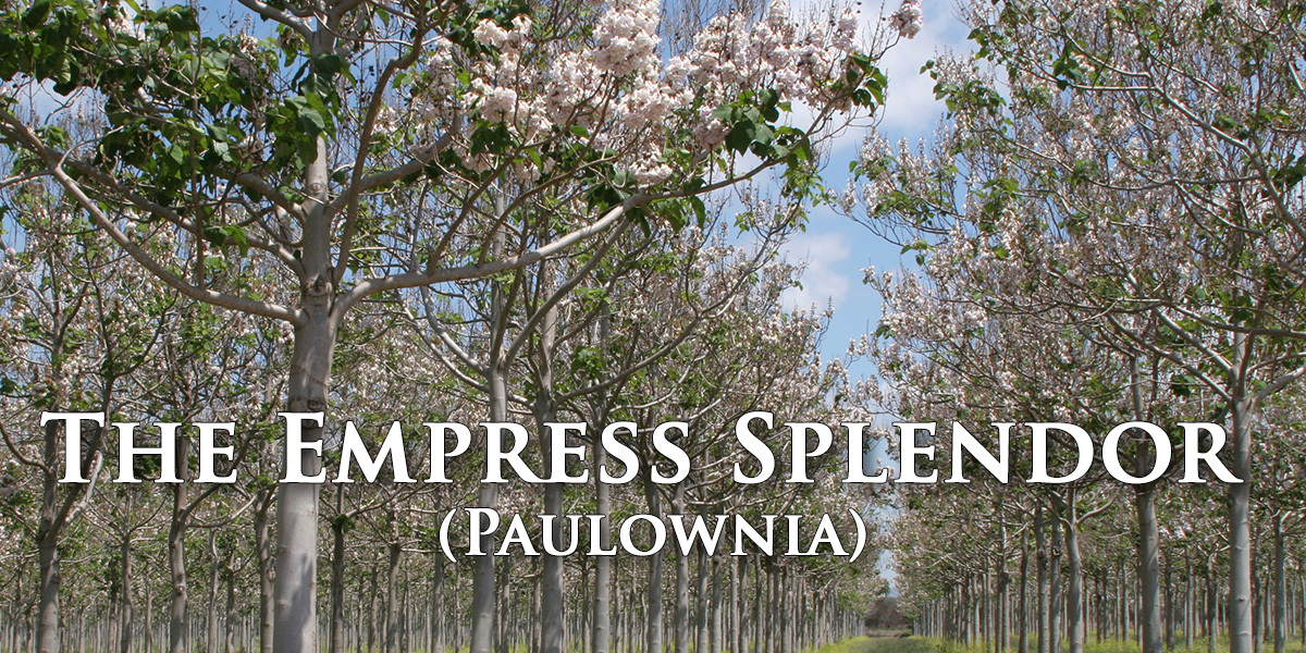 The Empress Splendor (Paulownia)